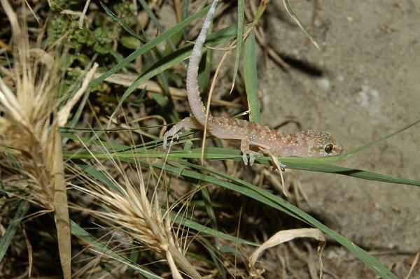 Hemidactylus turcicus