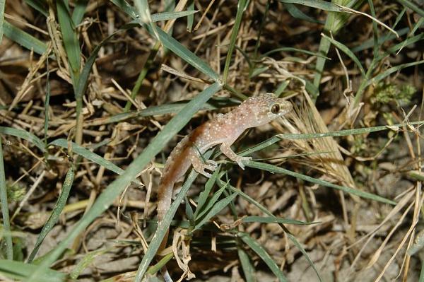 Hemidactylus turcicus