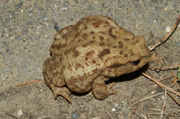 Bufo bufo