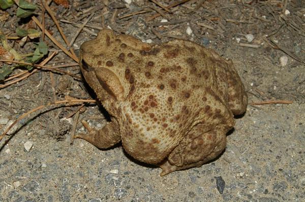 Bufo bufo