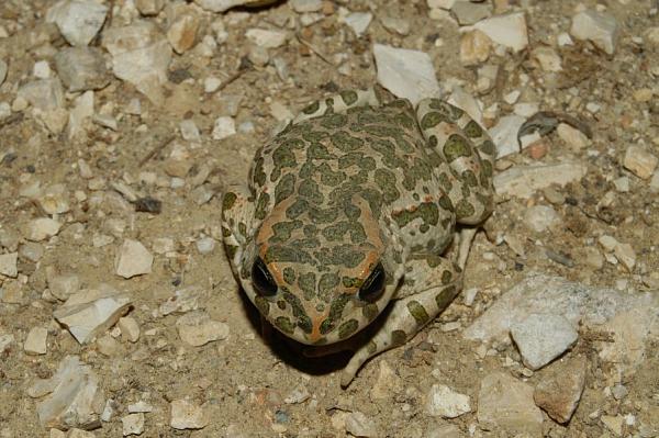 Pseudepidalea viridis