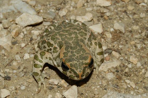 Pseudepidalea viridis