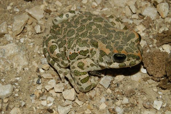 Pseudepidalea viridis