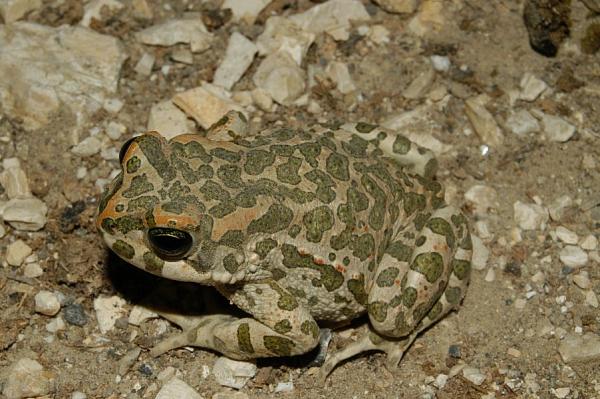 Pseudepidalea viridis