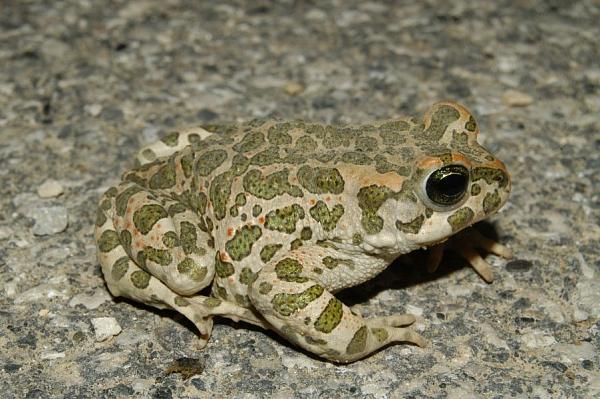 Pseudepidalea viridis