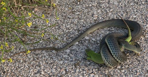 Lacerta trilineata