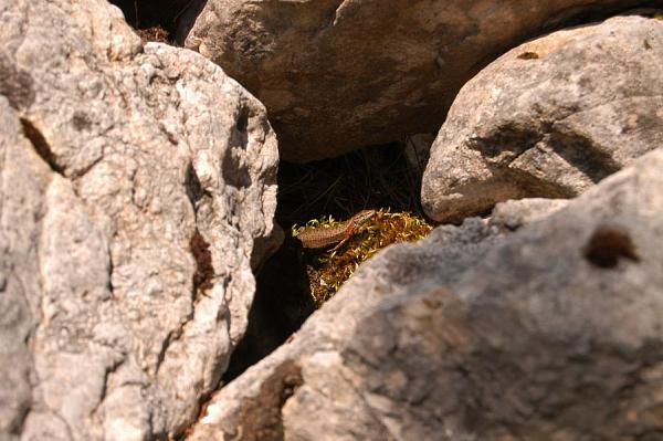 Algyroides nigropunctatus Algyroides nigropunctatus
