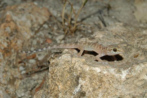 Hemidactylus turcicus