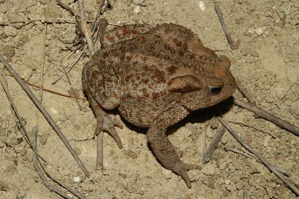 Bufo bufo