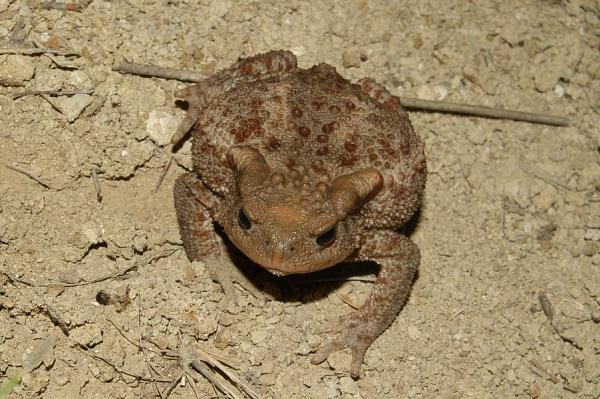 Bufo bufo