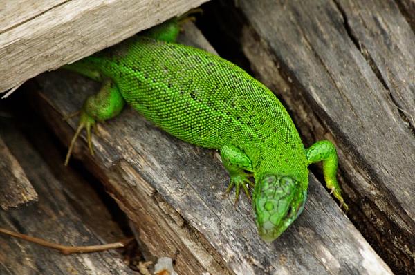 Lacerta viridis