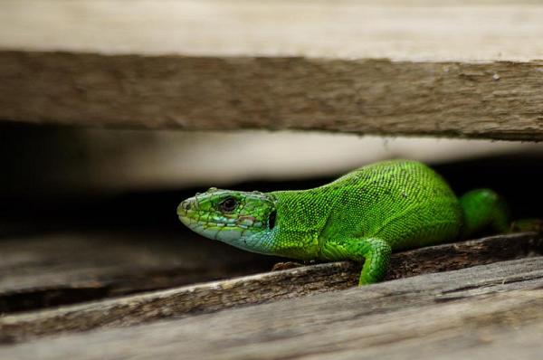 Lacerta viridis