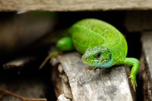 Lacerta viridis