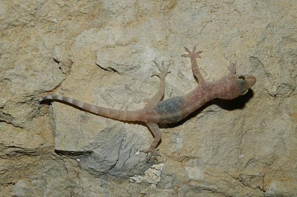 Hemidactylus turcicus