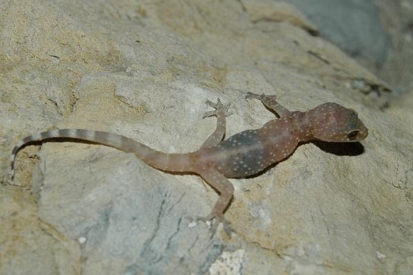 Hemidactylus turcicus