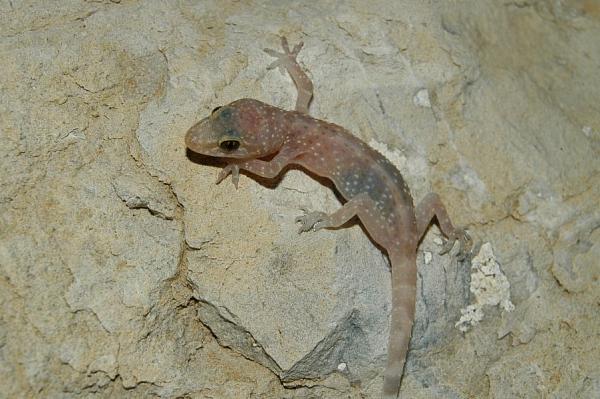 Hemidactylus turcicus