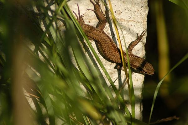 Podarcis muralis