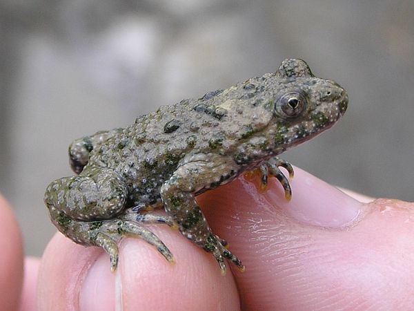 Bombina variegata