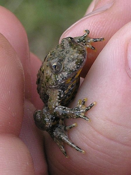 Bombina variegata