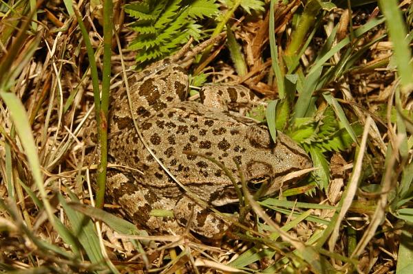 Pelophylax ridibundus