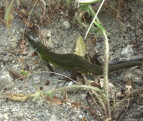 Lacerta viridis