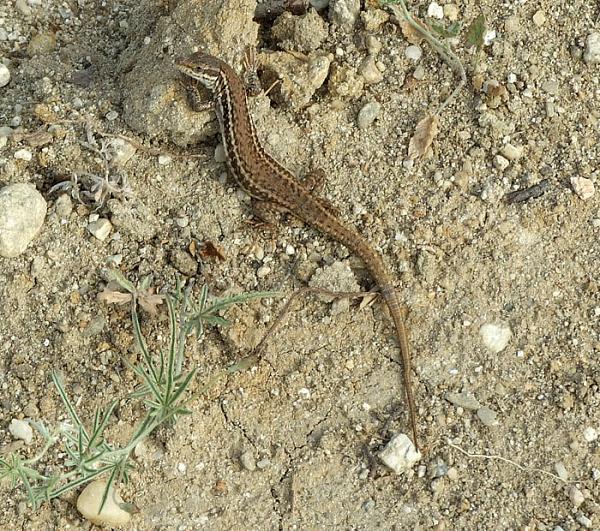 Podarcis erhardii