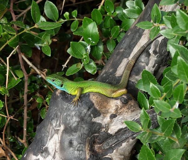 Lacerta viridis