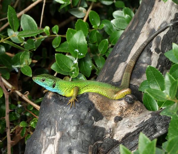 Lacerta viridis