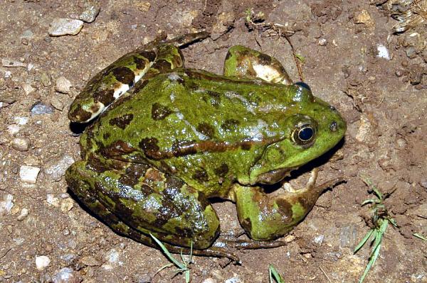 Pelophylax ridibundus