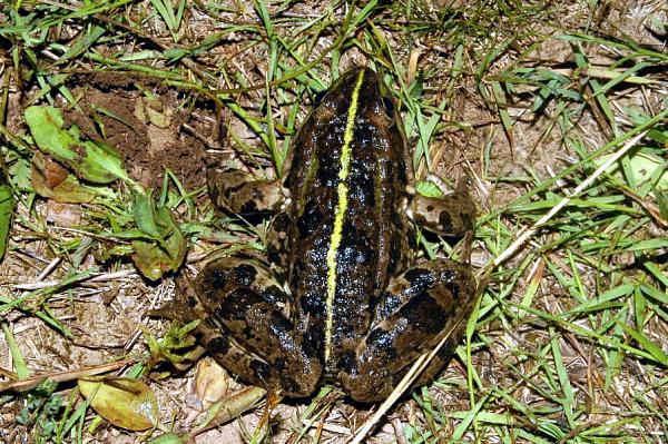 Pelophylax ridibundus