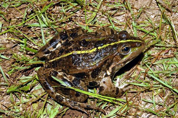 Pelophylax ridibundus