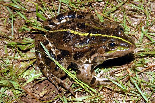 Pelophylax ridibundus