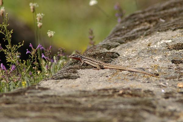 Podarcis erhardii