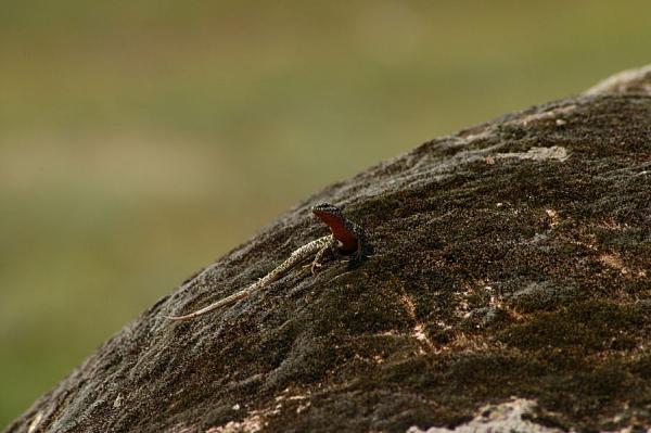 Podarcis erhardii