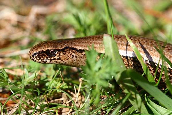 Anguis fragilis s.l.