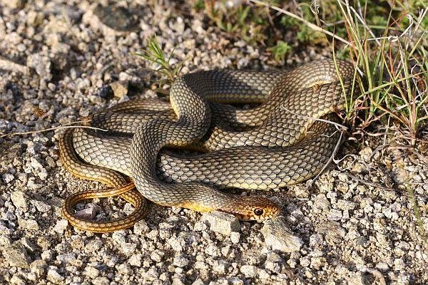 Dolichophis caspius