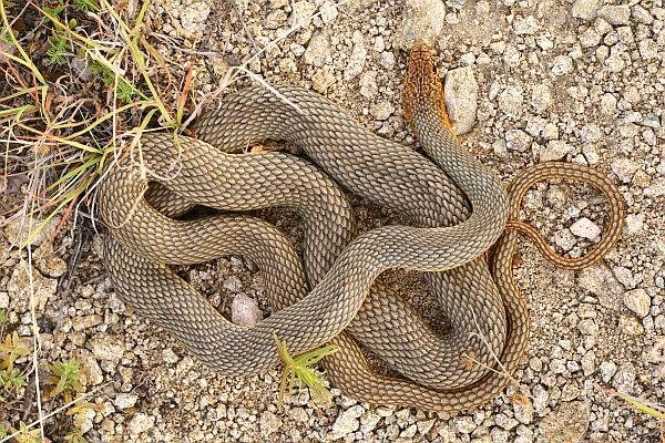 Dolichophis caspius