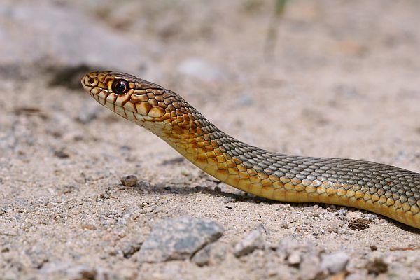 Dolichophis caspius