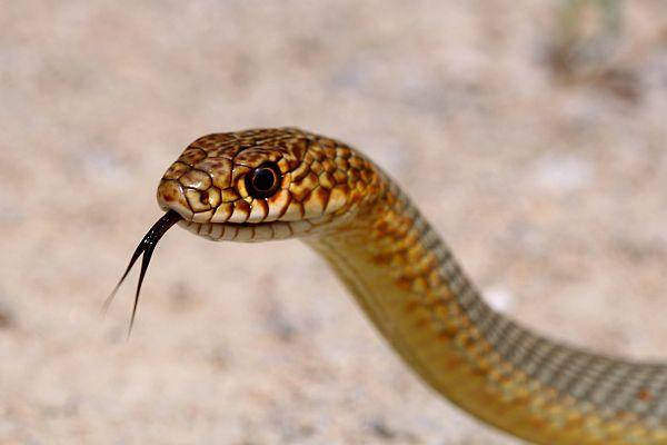 Dolichophis caspius