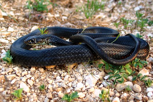 Hierophis viridiflavus