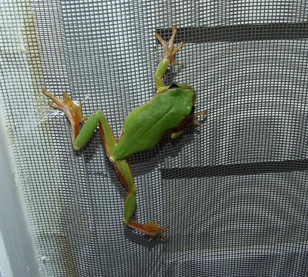 Hyla arborea