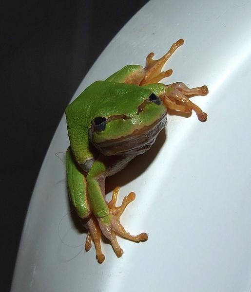 Hyla arborea