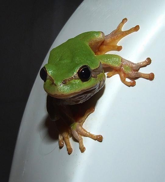 Hyla arborea