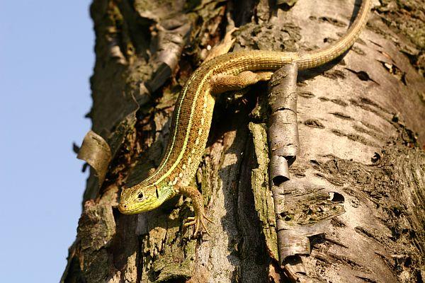 Lacerta trilineata