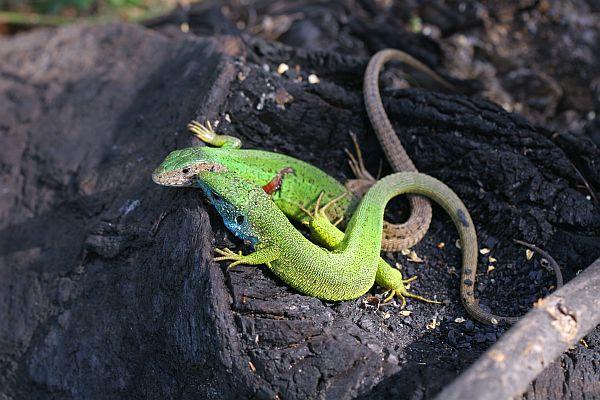 Lacerta viridis