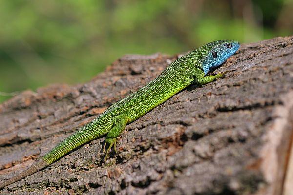 Lacerta viridis