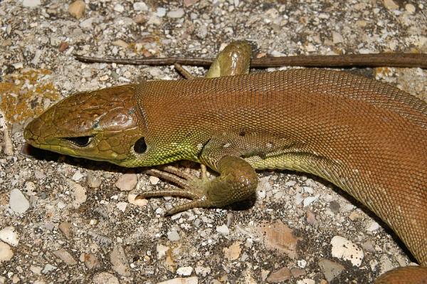 Lacerta trilineata