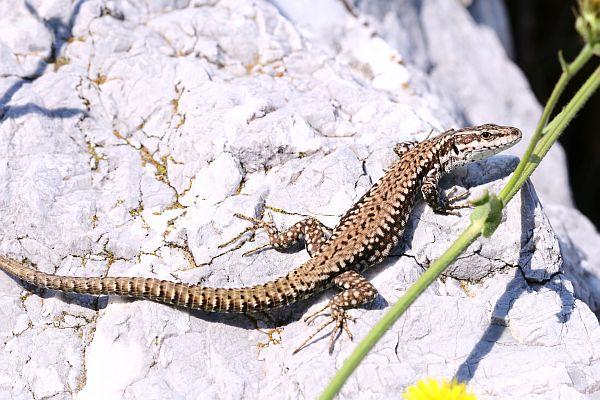 Podarcis muralis