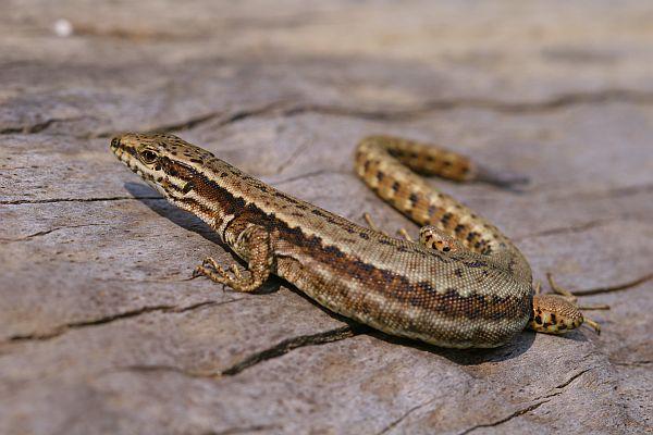 Podarcis muralis