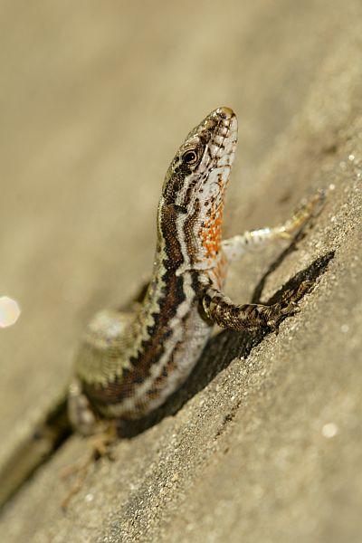 Podarcis muralis